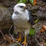 Gavião-pombo-pequeno na Mata Atlântica, ave ameaçada de extinção