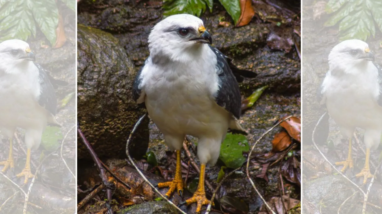 Gavião-pombo-pequeno na Mata Atlântica, ave ameaçada de extinção