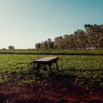 Produtor rural usando tecnologia e tablet para monitorar lavoura e praticar gestão de risco no campo