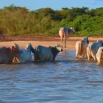 Piraíba gigante, peixe de água doce, Expedição Araguaia, Rio das Mortes, pesquisa de peixes, ecossistema amazônico