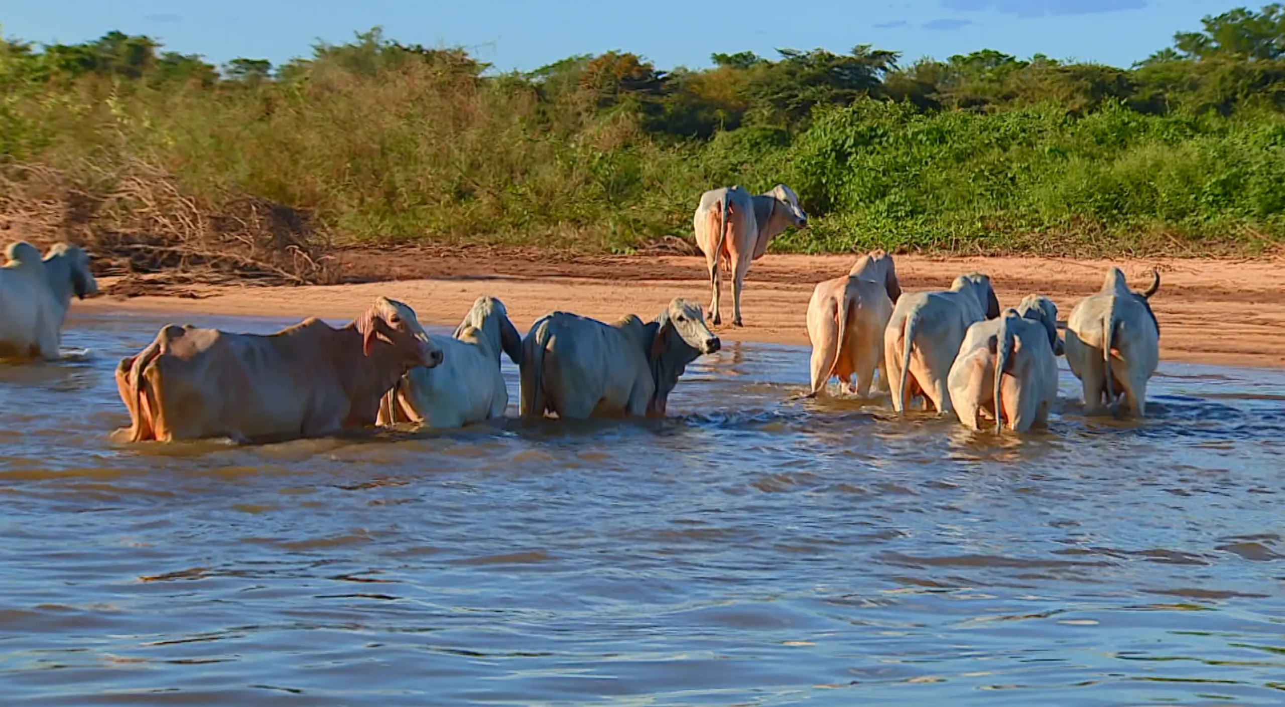 Piraíba gigante, peixe de água doce, Expedição Araguaia, Rio das Mortes, pesquisa de peixes, ecossistema amazônico