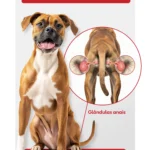 Veterinário examinando glândulas anais de cachorro, saúde canina, consulta veterinária