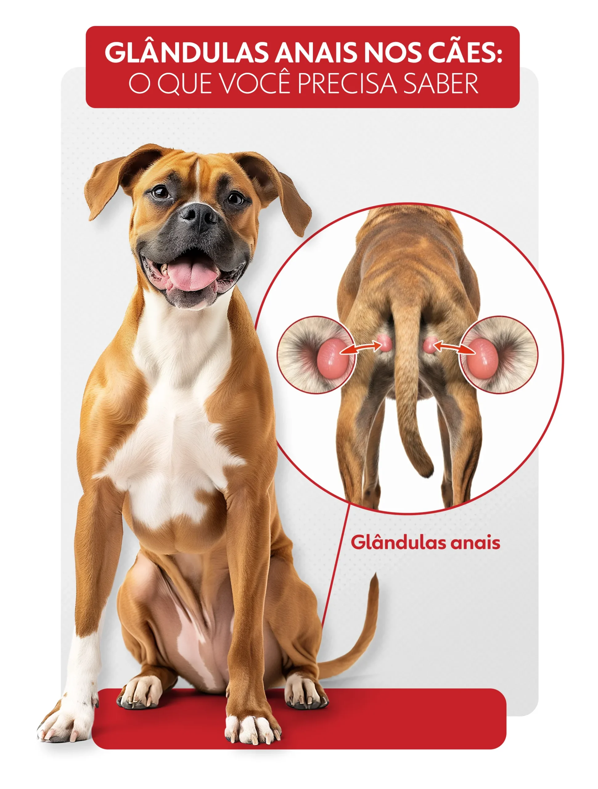 Veterinário examinando glândulas anais de cachorro, saúde canina, consulta veterinária