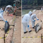 Golfinho morto em praia de Búzios