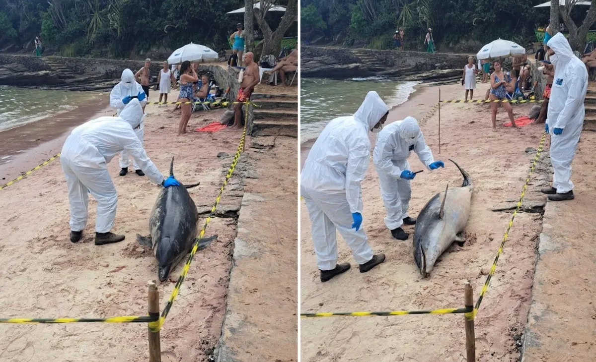 Golfinho morto em praia de Búzios