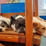 Homem e mulher, pet, divórcio, lei, guarda compartilhada, animais