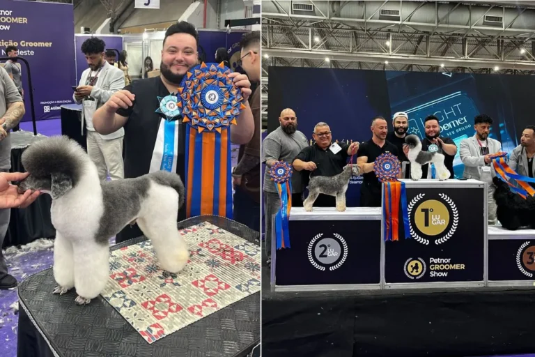 Groomer Higor Soto vencendo competição de poodle na Petnor 2025