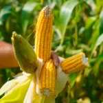 Navio cargueiro, Estreito de Ormuz, rotas marítimas, logística, exportações brasileiras Golfo Pérsico, guerra Irã, comércio global