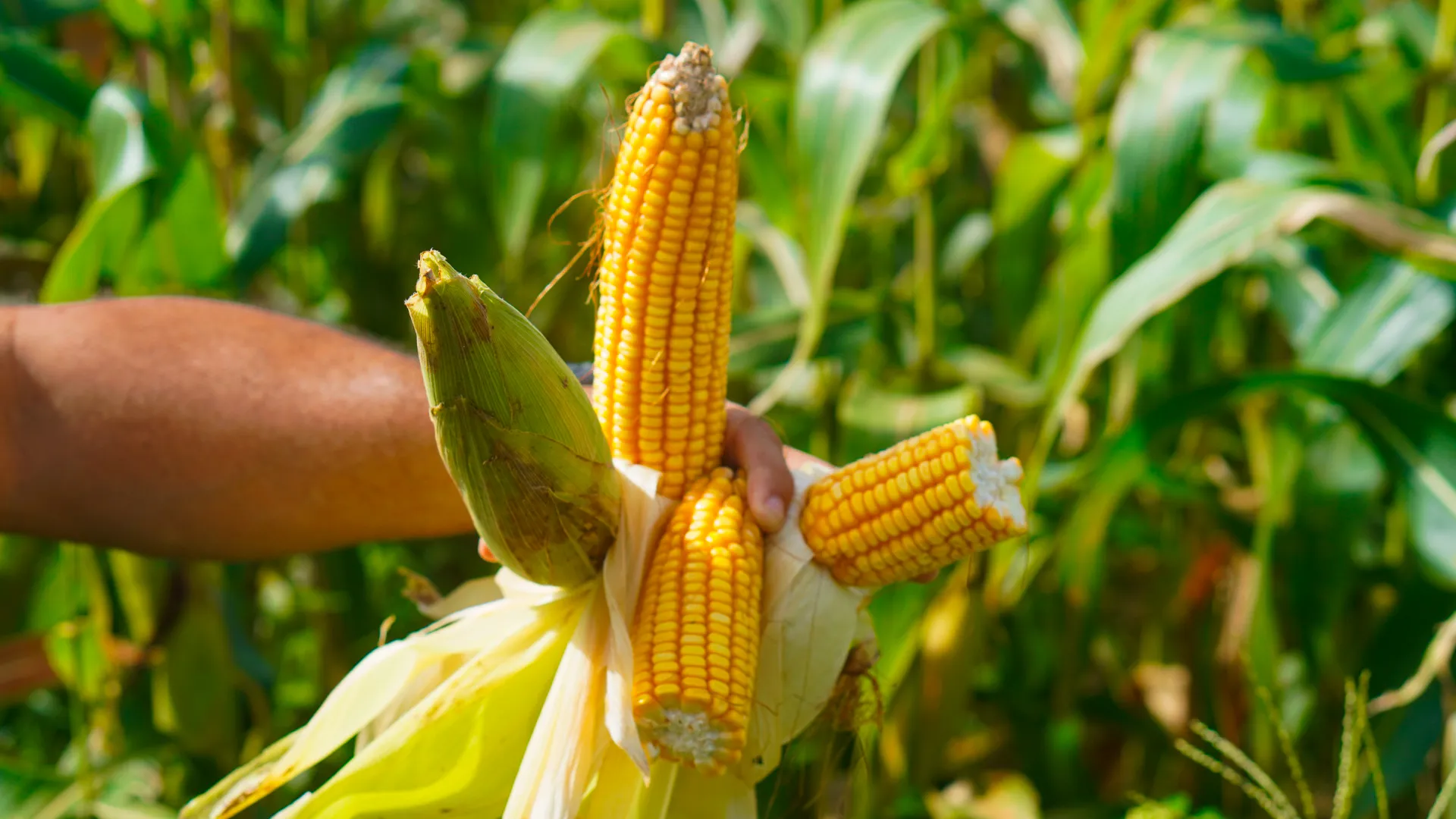 Navio cargueiro, Estreito de Ormuz, rotas marítimas, logística, exportações brasileiras Golfo Pérsico, guerra Irã, comércio global