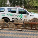 Pássaros silvestres resgatados, coleirinhos, trinca-ferros, tico-ticos, libertação de aves, proteção ambiental, cativeiro ilegal, fauna brasileira.
