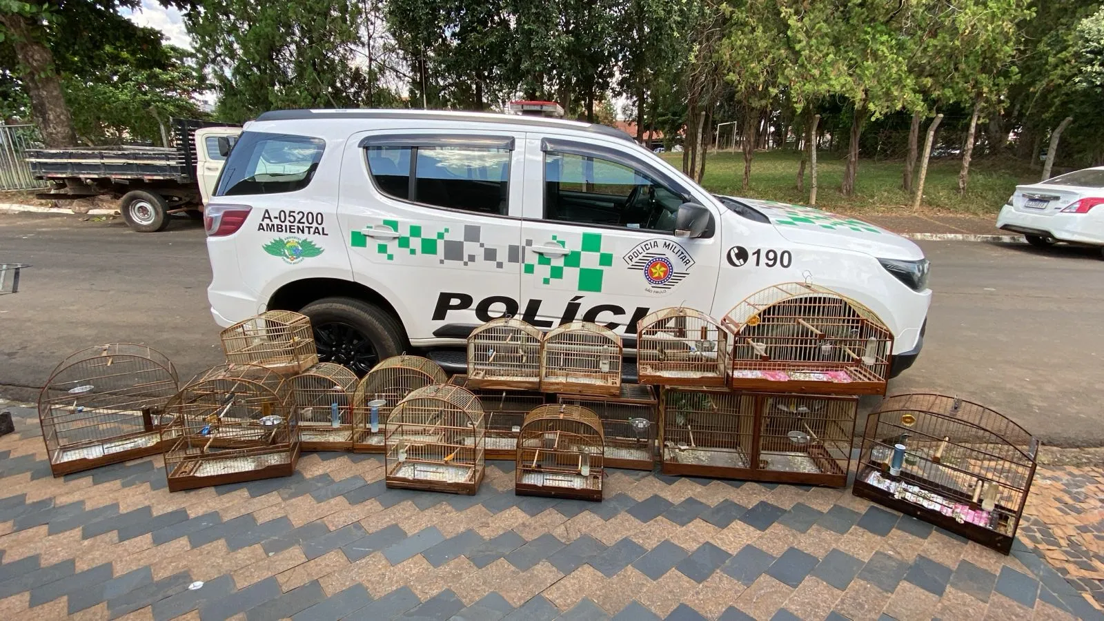Pássaros silvestres resgatados, coleirinhos, trinca-ferros, tico-ticos, libertação de aves, proteção ambiental, cativeiro ilegal, fauna brasileira.