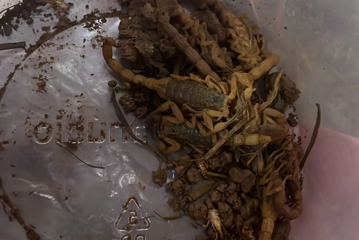 Escorpião amarelo em close-up, símbolo de perigo em Conchal