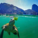 Tartaruga marinha nadando em águas claras com o Pão de Açúcar ao fundo, Rio de Janeiro