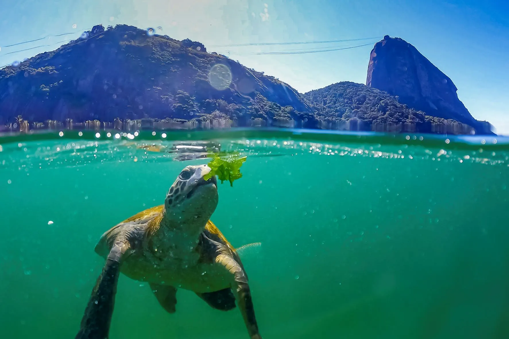 Tartaruga marinha nadando em águas claras com o Pão de Açúcar ao fundo, Rio de Janeiro