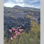 Cravina do campo em área queimada do Parnaso, símbolo de resistência após o incêndio florestal.