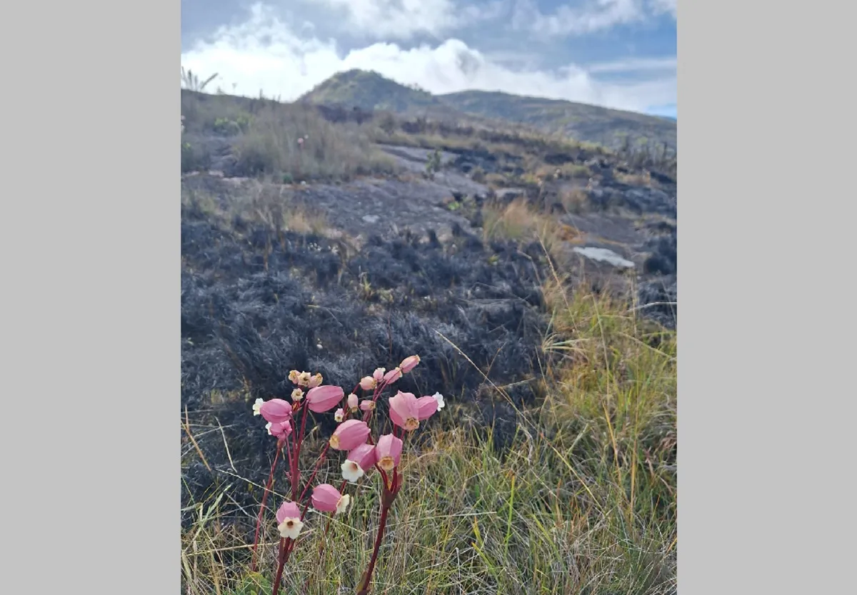 Cravina do campo em área queimada do Parnaso, símbolo de resistência após o incêndio florestal.