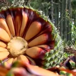 Araucária imponente com pinhões no solo, representando a colheita e a necessidade de segurança.