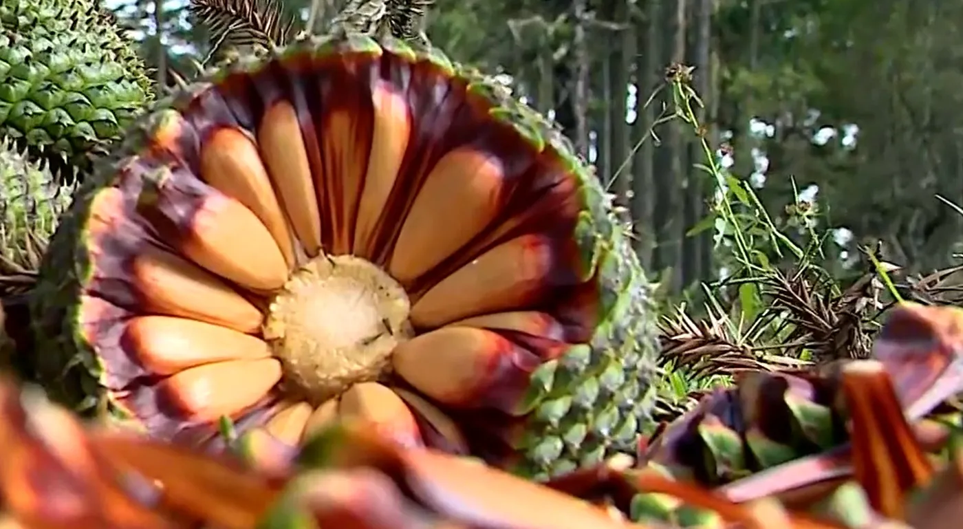 Araucária imponente com pinhões no solo, representando a colheita e a necessidade de segurança.