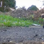 Irara animal silvestre Mata Atlântica quintal TV Diário