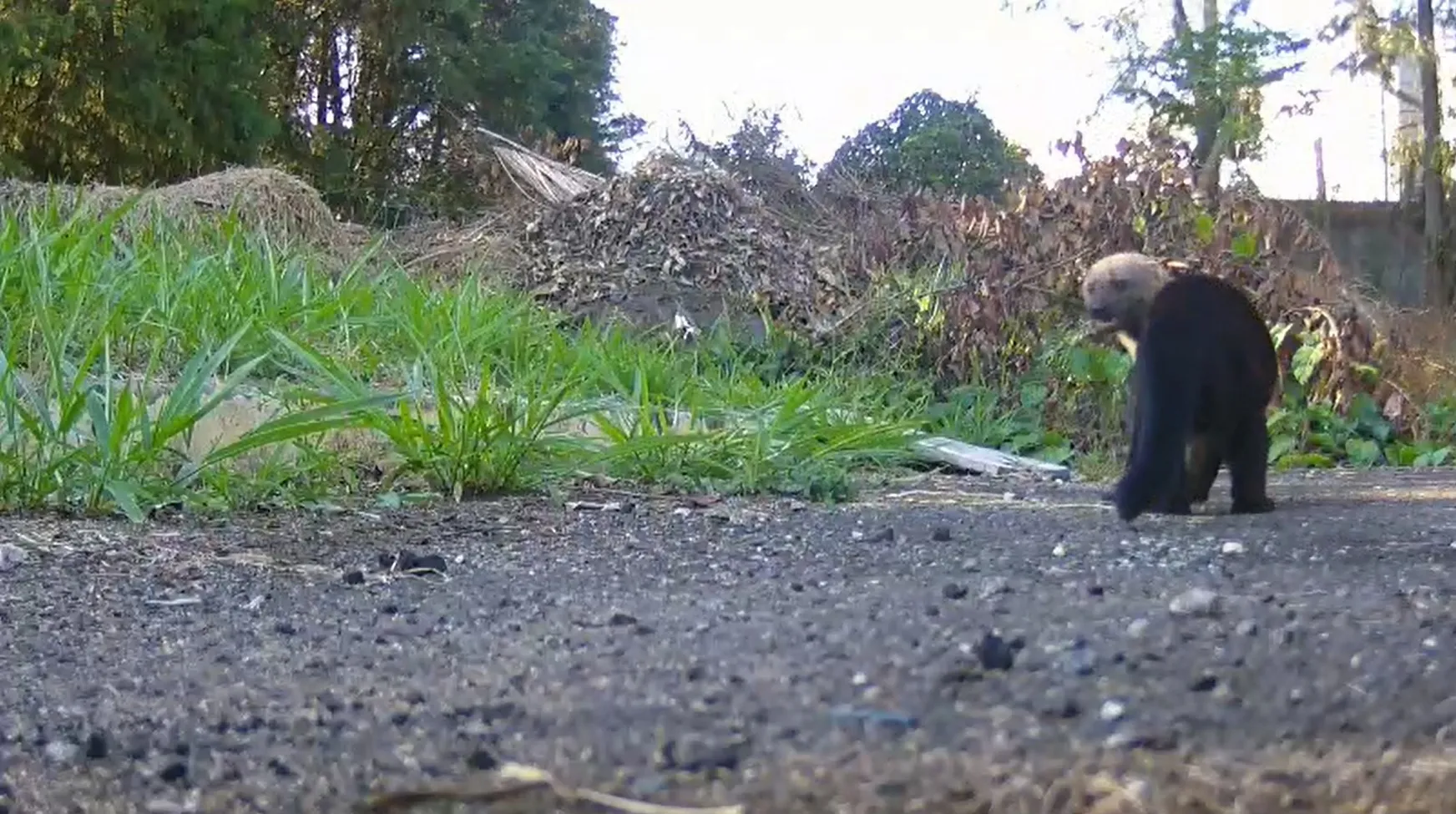 Irara animal silvestre Mata Atlântica quintal TV Diário