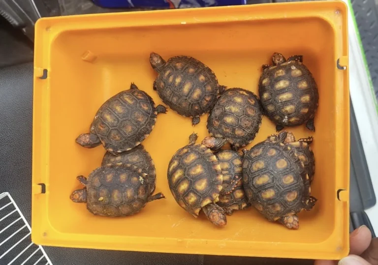 Jabutis-piranga resgatados em Suzano recebendo cuidados veterinários