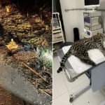 Jaguatirica atropelada na RJ-116 recebendo cuidados veterinários