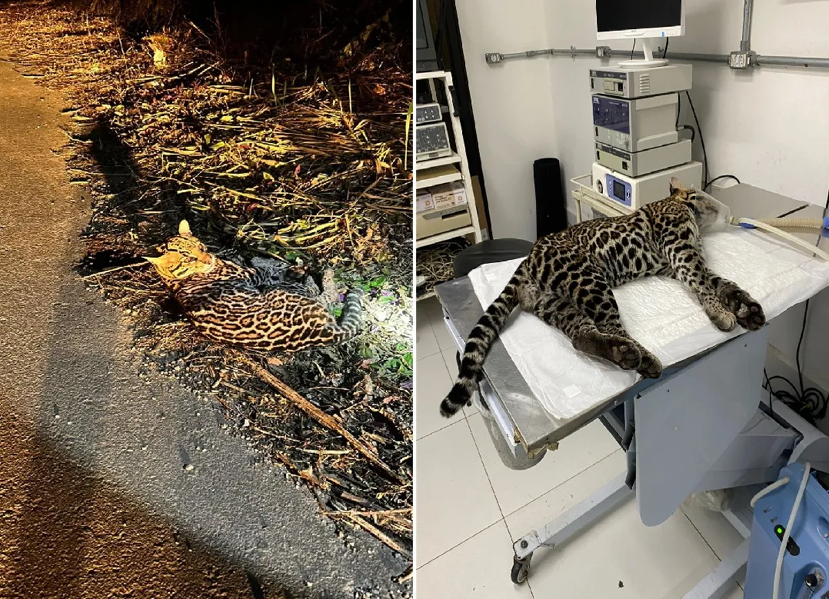 Jaguatirica atropelada na RJ-116 recebendo cuidados veterinários