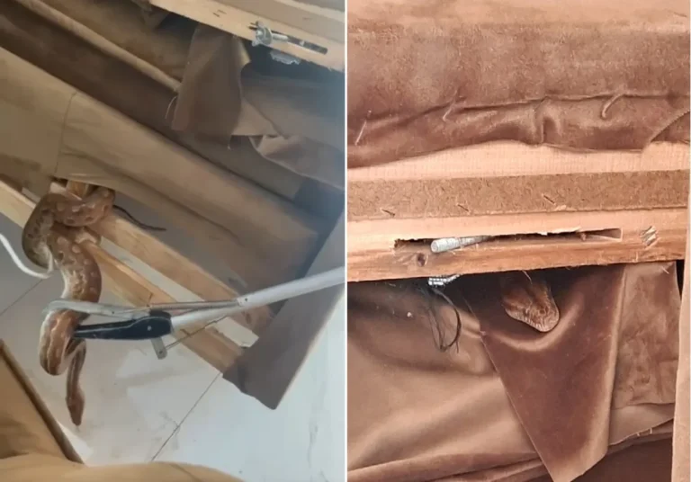 Jiboia em sofá sendo resgatada por agentes ambientais em Arraial do Cabo