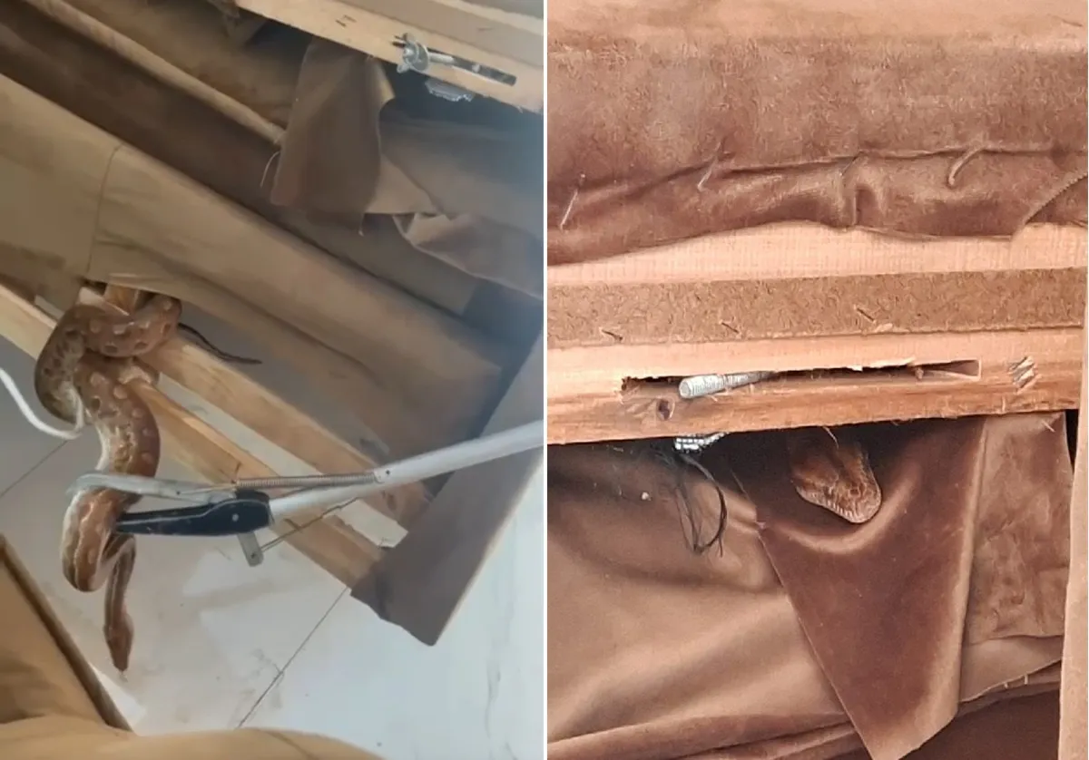 Jiboia em sofá sendo resgatada por agentes ambientais em Arraial do Cabo