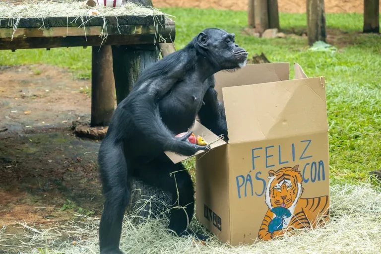 Tigre-de-bengala Páscoa Zoo SP enriquecimento ambiental