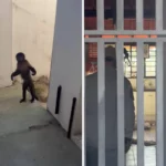 Macaco Claiton fugitivo espreitando de dentro de um armário em uma casa de Campinas