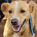 Cachorro caramelo, raça mexicana, perrito amarillo, vira-lata caramelo