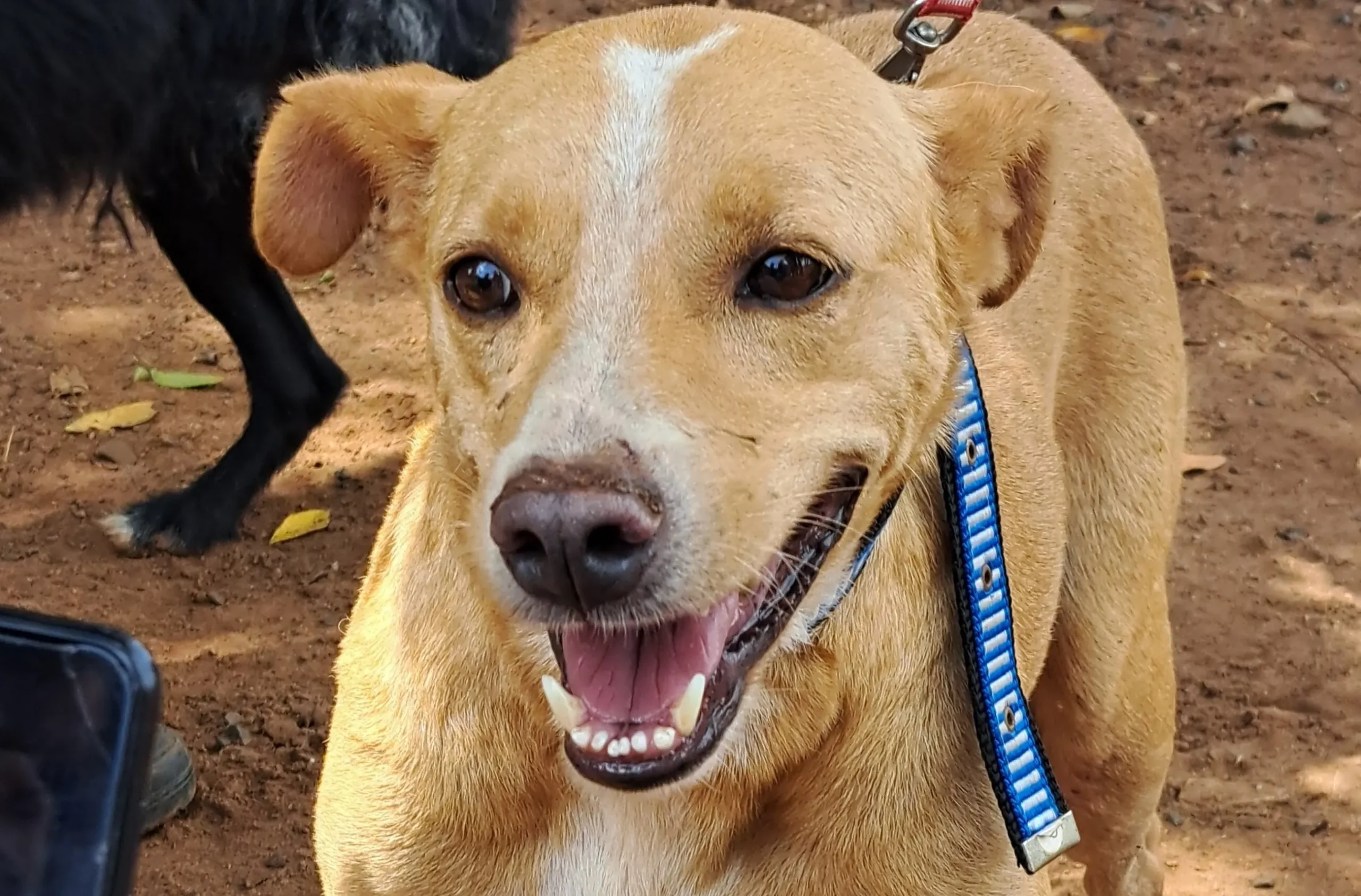 Cachorro caramelo, raça mexicana, perrito amarillo, vira-lata caramelo