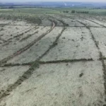 Canavial destruído por microexplosão SP-255