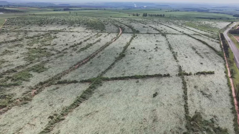 Canavial destruído por microexplosão SP-255