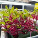 Microverdes orgânicos em fazenda vertical