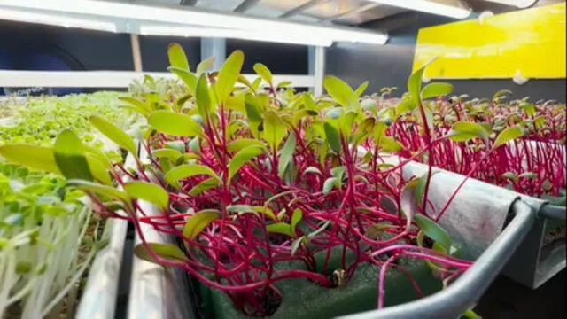 Microverdes orgânicos em fazenda vertical