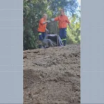 Jaguatirica resgatada em Ouro Branco sendo solta na natureza