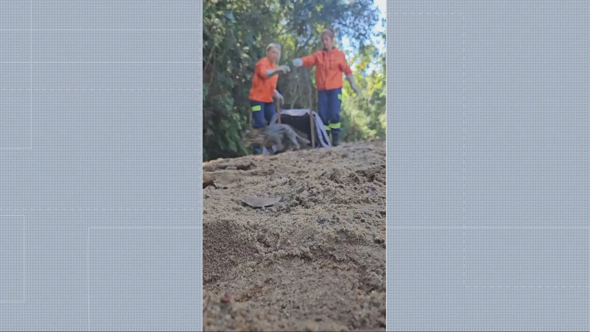 Jaguatirica resgatada em Ouro Branco sendo solta na natureza