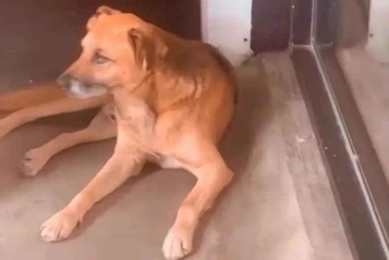 Cão comunitário Caramelo, desaparecido em Poços de Caldas, foto de cachorro vira-lata marrom