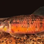 Peixe vermelho Characidium urucum em seu habitat natural no Rio Grande, Minas Gerais