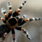 Maquinista examinando pacote com rótulo de aranhas e escorpiões dentro de trem alemão, com tarântulas em seu interior.