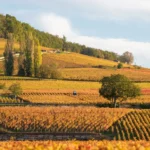 Vinhedo de Grand Cru na Borgonha, mostrando as características do terroir dos crus dos vinhos.