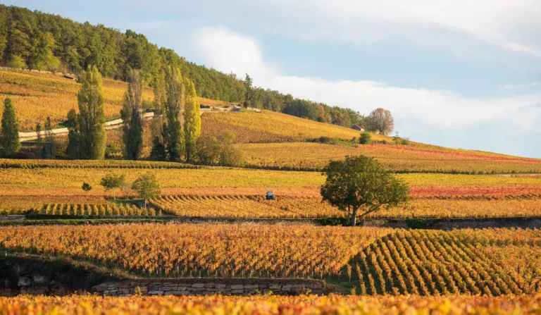 Vinhedo de Grand Cru na Borgonha, mostrando as características do terroir dos crus dos vinhos.