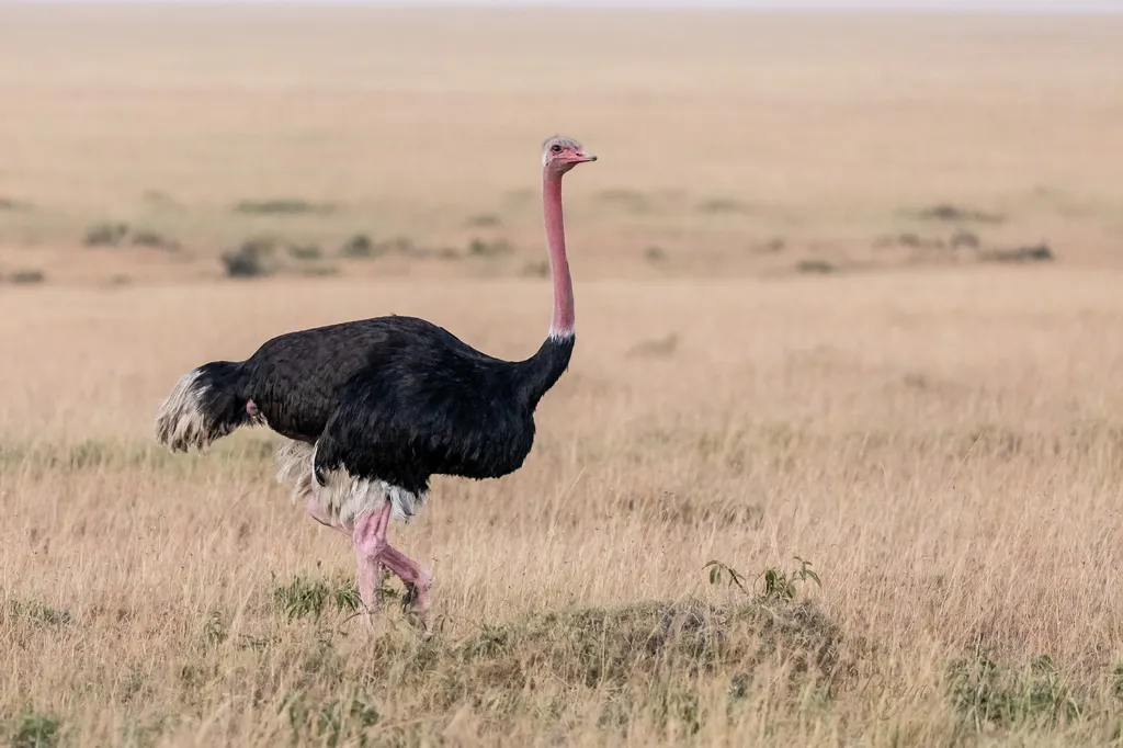 Avestruz em fazenda de criação no Brasil, mercado de avestruz, produção de avestruz