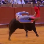 Toureiro peruano Andrés Roca Rey sofre chifrada grave em tourada na Espanha