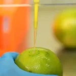 Pesquisadores da UFRJ e Embrapa trabalhando no desenvolvimento de biodetergente para frutas e legumes em laboratório