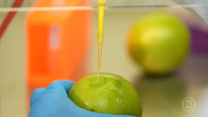 Pesquisadores da UFRJ e Embrapa trabalhando no desenvolvimento de biodetergente para frutas e legumes em laboratório