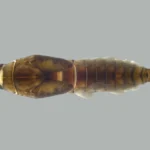 Inseto aquático Americabaetis puri em riacho da Mata Atlântica