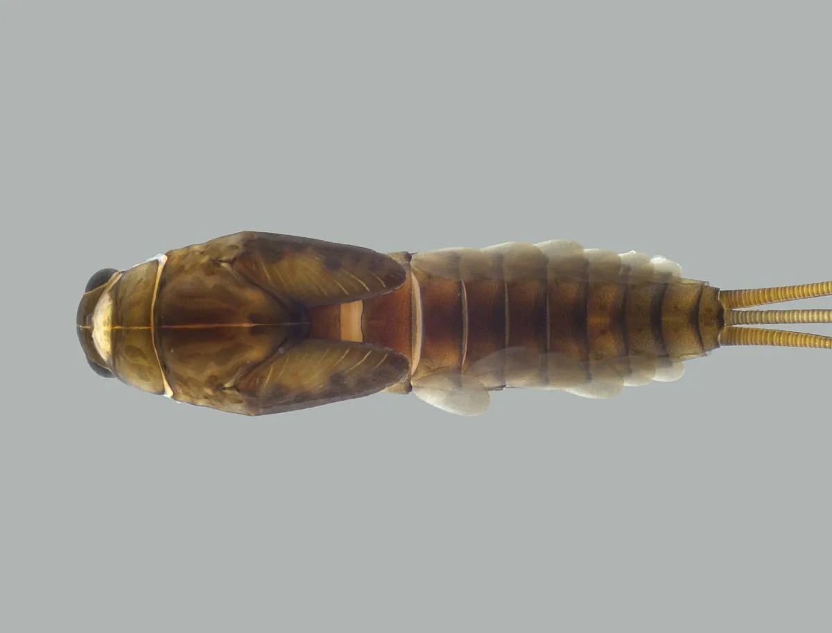 Inseto aquático Americabaetis puri em riacho da Mata Atlântica